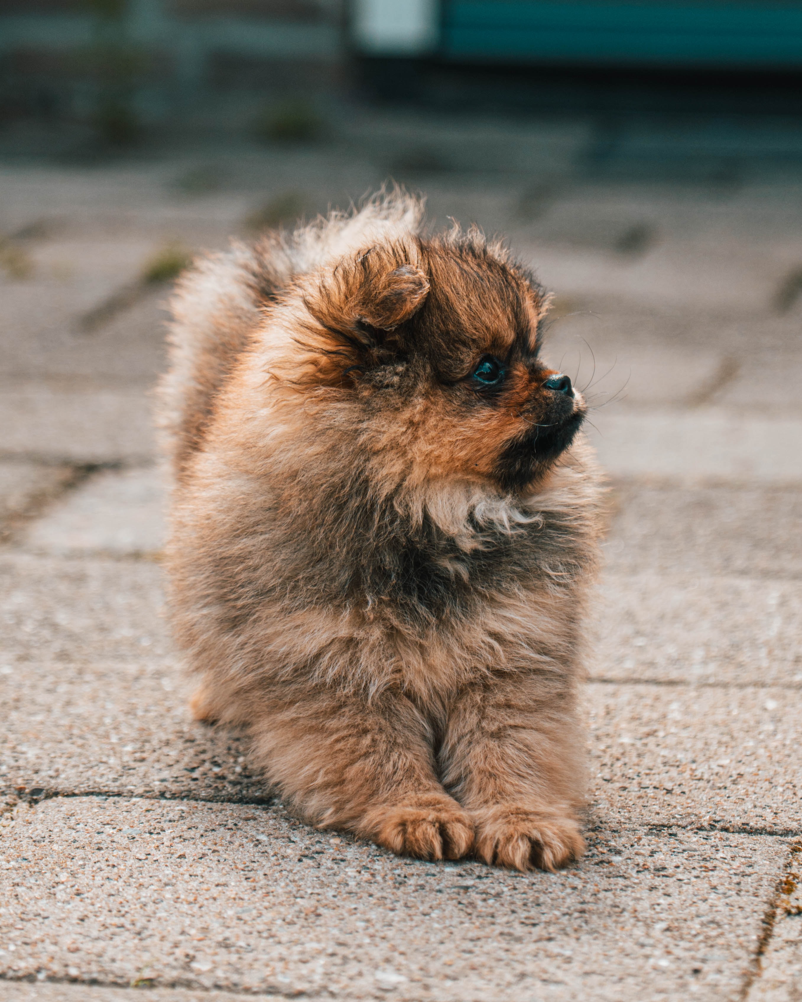 Pomeranian practicing the down position