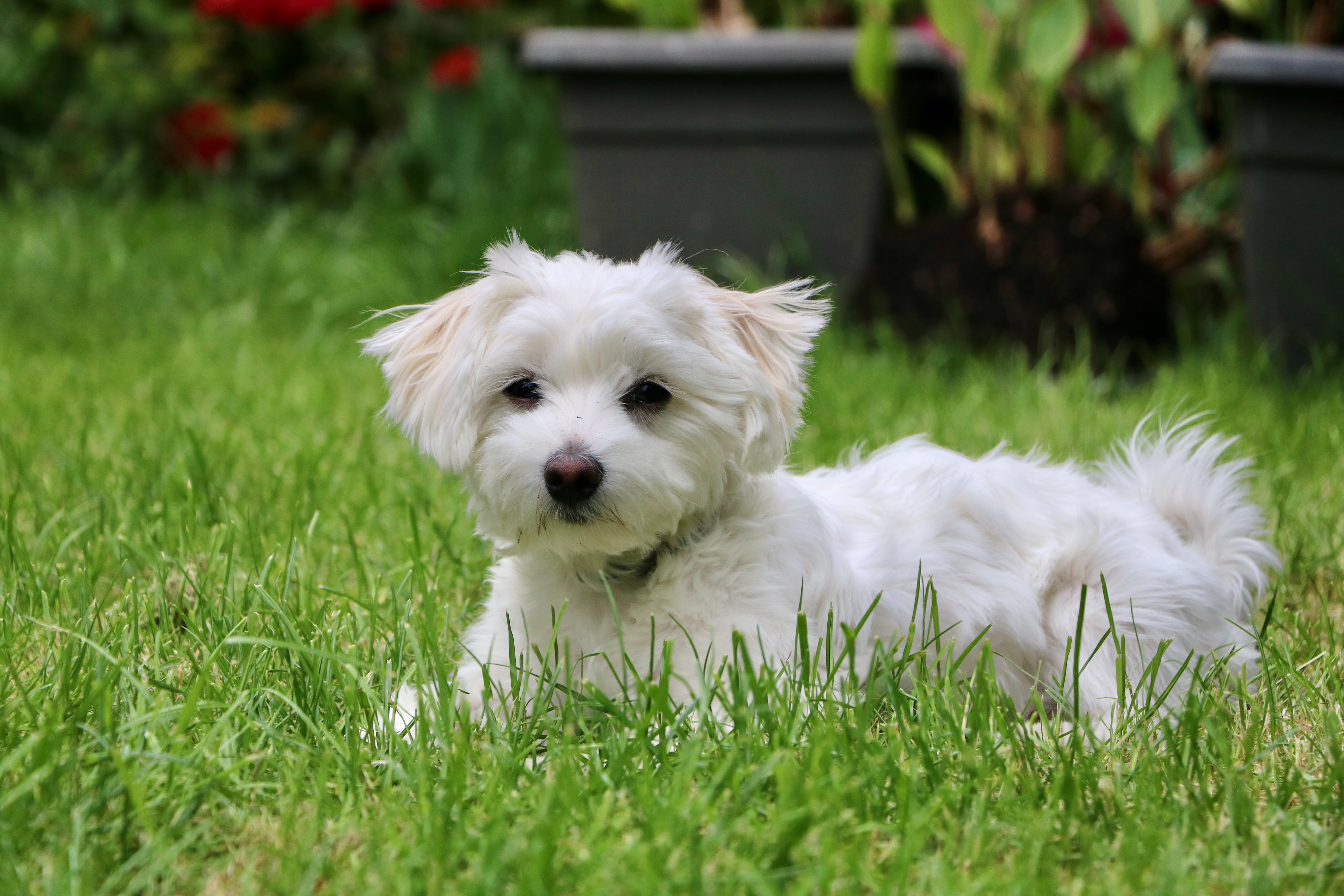 male Maltese dog sitting in the grass