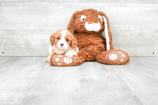 Cavalier King Charles Spaniel Puppy for Adoption