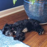 Puppy For Sale Premier Pups Yorkie Poo Being Cute