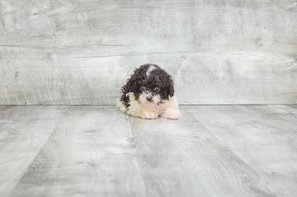 Cute Pudle Purebred Puppy