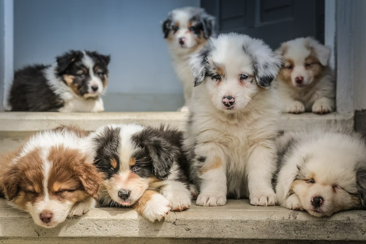 long-coated puppies
