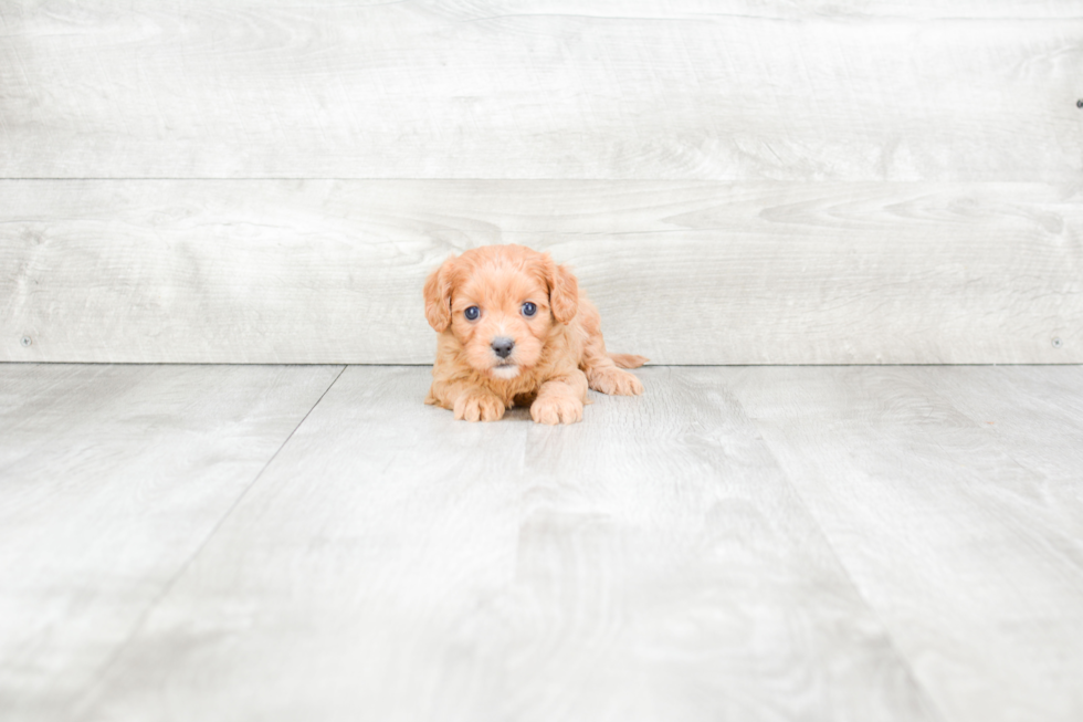 Meet Chelsea - our Cavapoo Puppy Photo 3/3 - Premier Pups