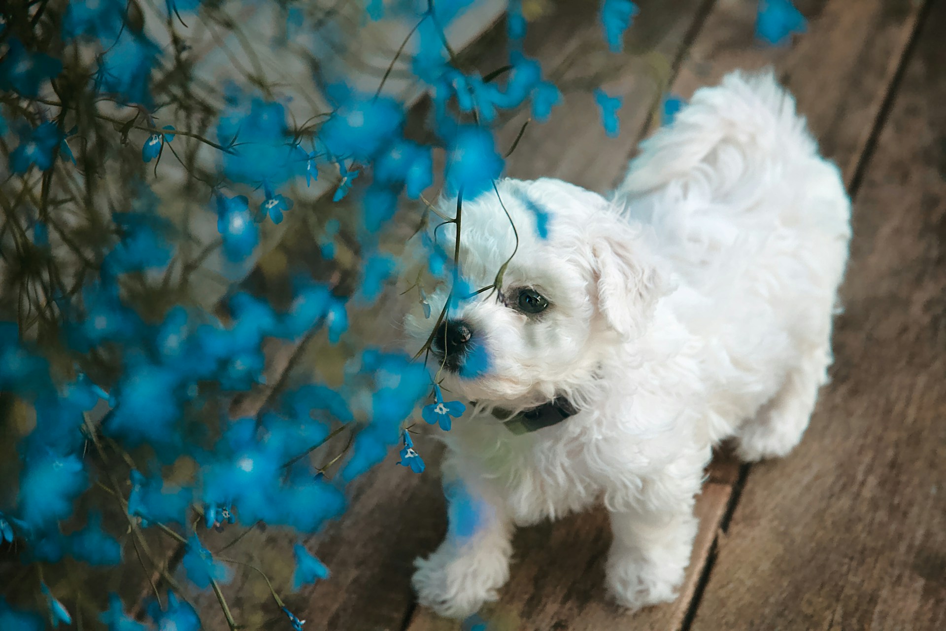 maltese dog near blue flowers