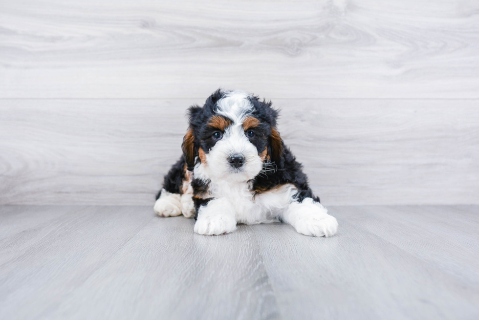 Meet Migo - our Mini Bernedoodle Puppy Photo 3/3 - Premier Pups