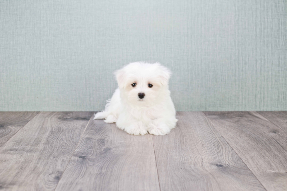 Fluffy Maltese Purebred Puppy