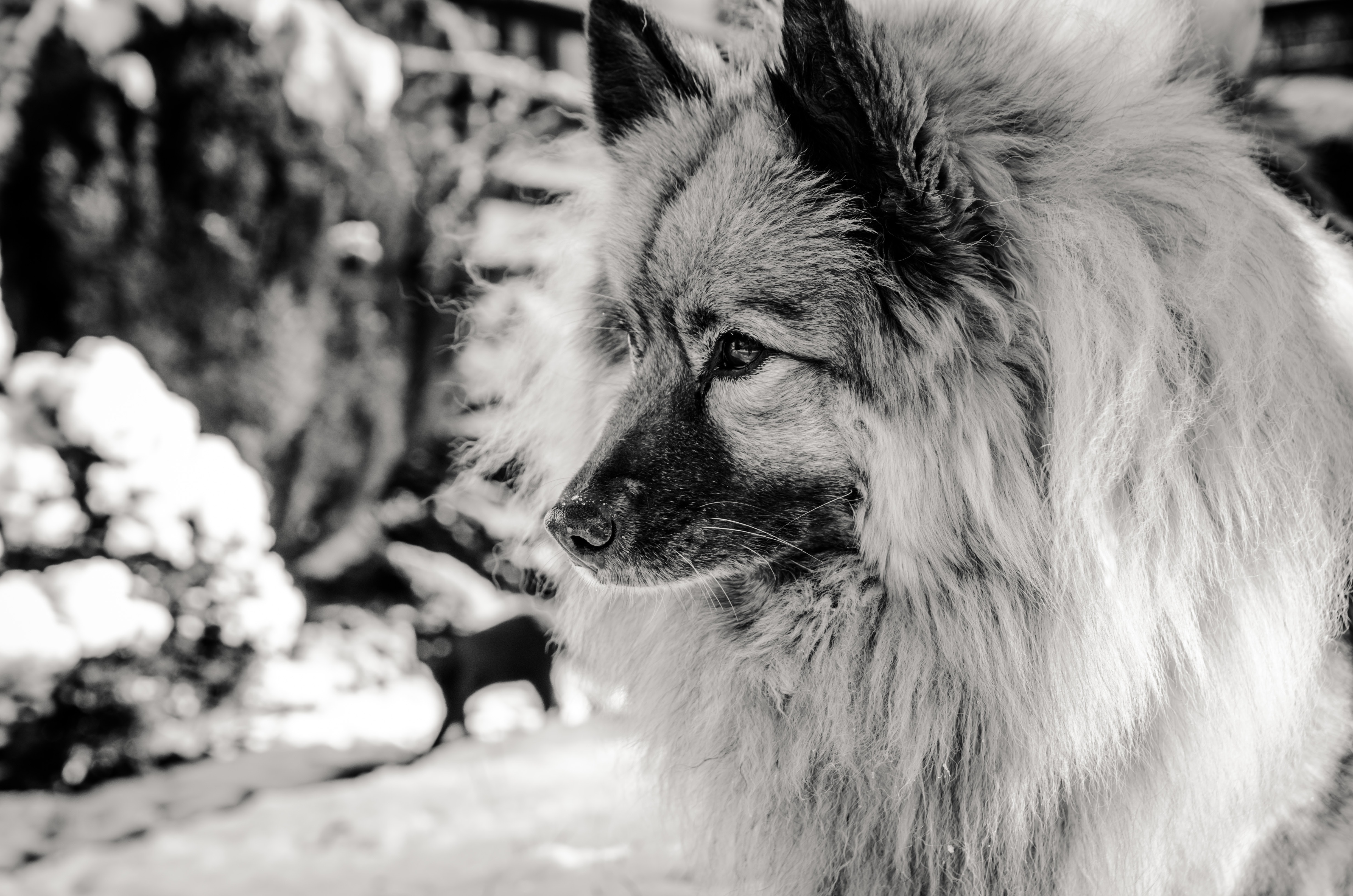 black and white photo of a keeshond dog