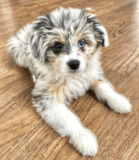 Puppy For Sale Premier Pups Smart Aussiechon Designer Pup