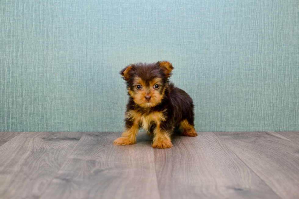 Meet Micah - our Yorkshire Terrier Puppy Photo 