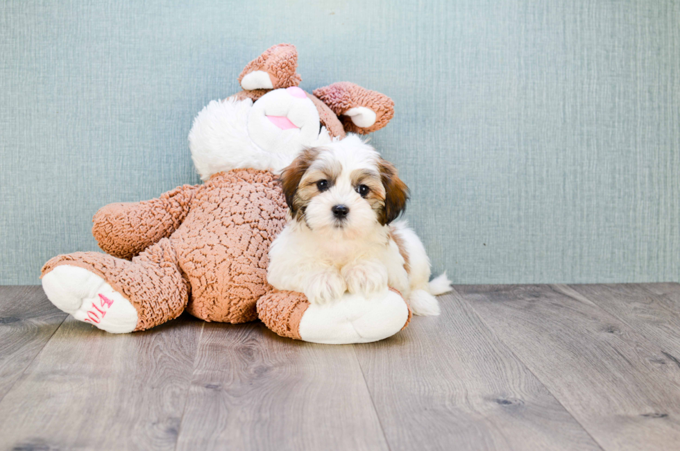 where can i buy a teddy bear puppy