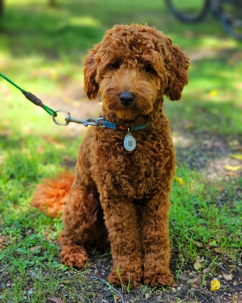 teacup goldendoodle