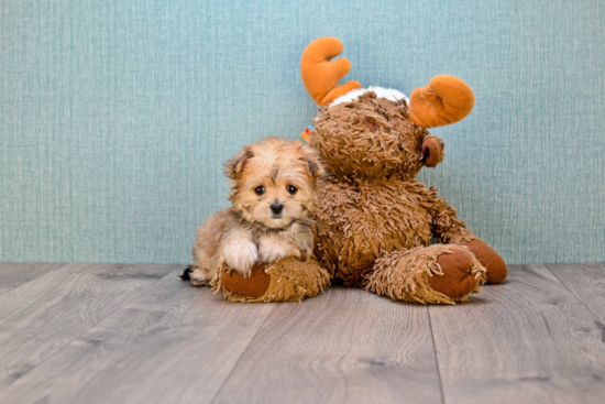 Morkie Pup Being Cute