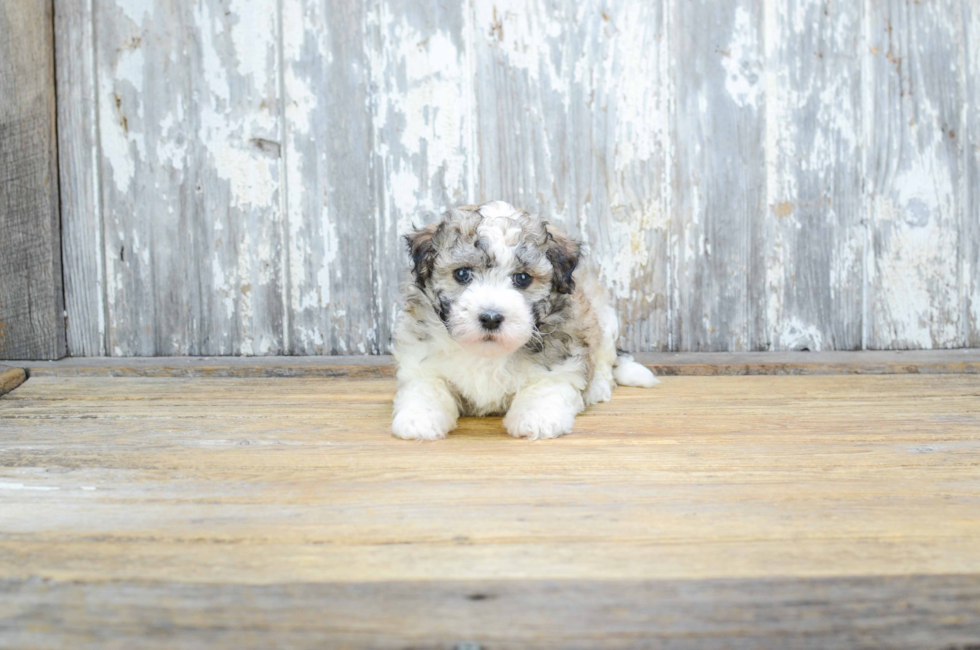 Havanese for Sale Near Me Perfect Companion for Your Family