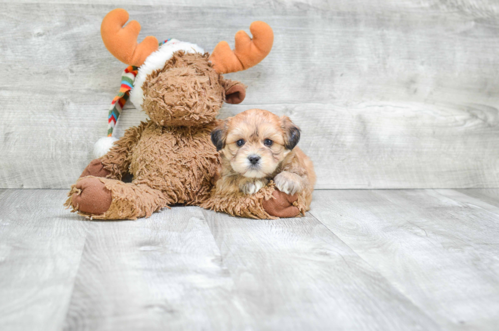 8 week old teddy bear puppies