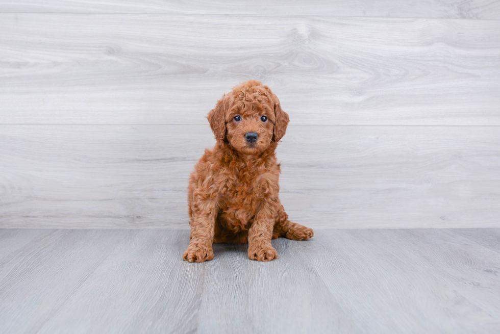 Meet Jessa - our Mini Goldendoodle Puppy Photo 3/3 - Premier Pups