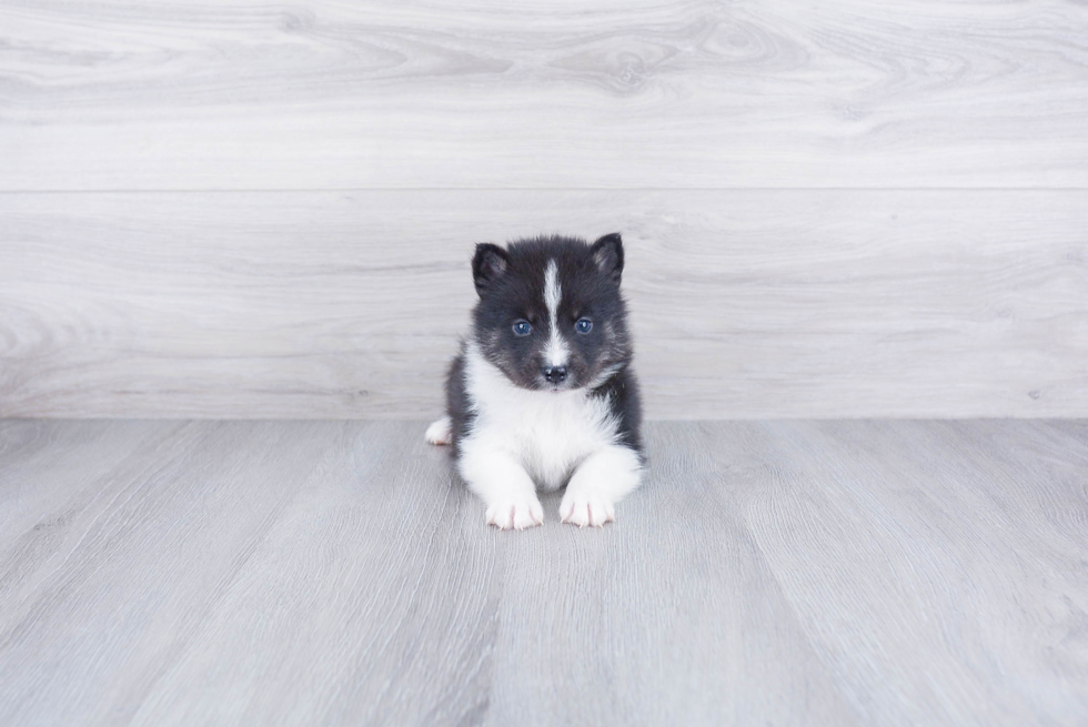 Energetic Mini Husky Designer Puppy