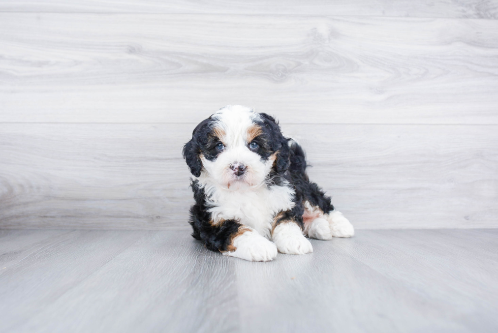 Meet Smores - our Mini Bernedoodle Puppy Photo 1/3 - Premier Pups