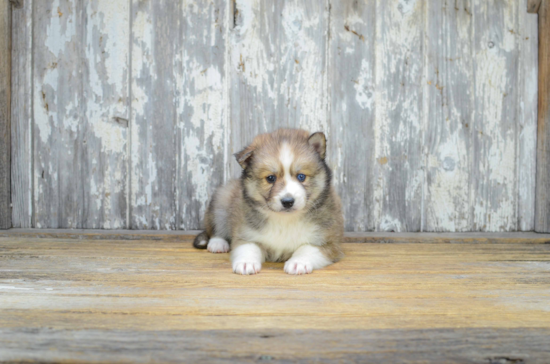 Energetic Mini Husky Designer Puppy