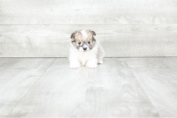 Meet Mason - our Maltipom Puppy Photo 1/4 - Premier Pups