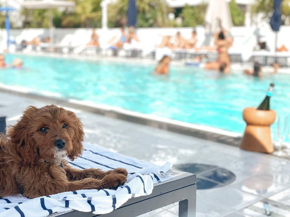 cavapoo relaxing by the pool