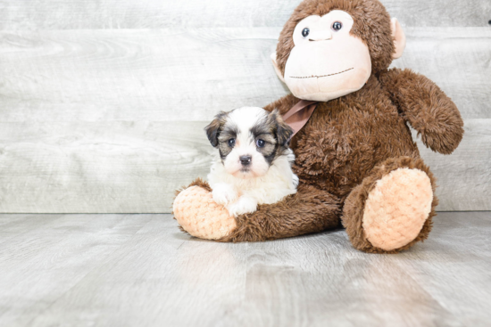 Teddy Bear Pup Being Cute