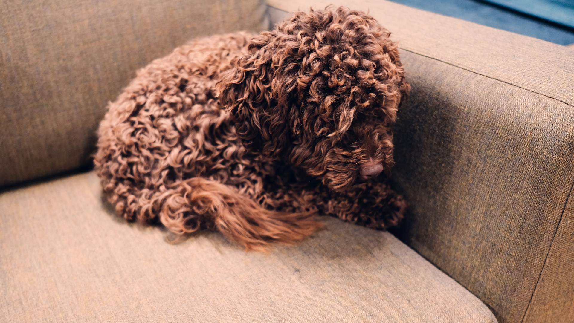 mini cockapoo with curly hair sitting on a couch curled up. f1b mini cockapoo