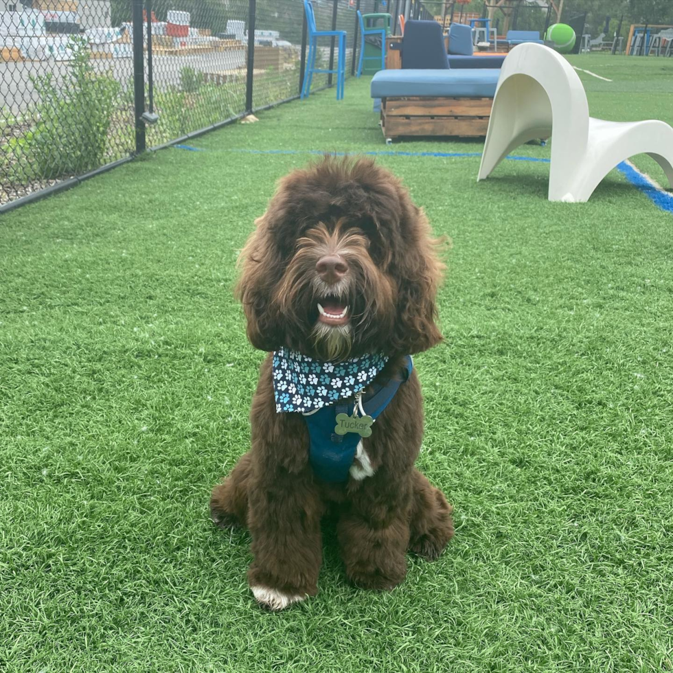 long haired cockapoo dog in a dog park - cockapoo grooming tips on brushing