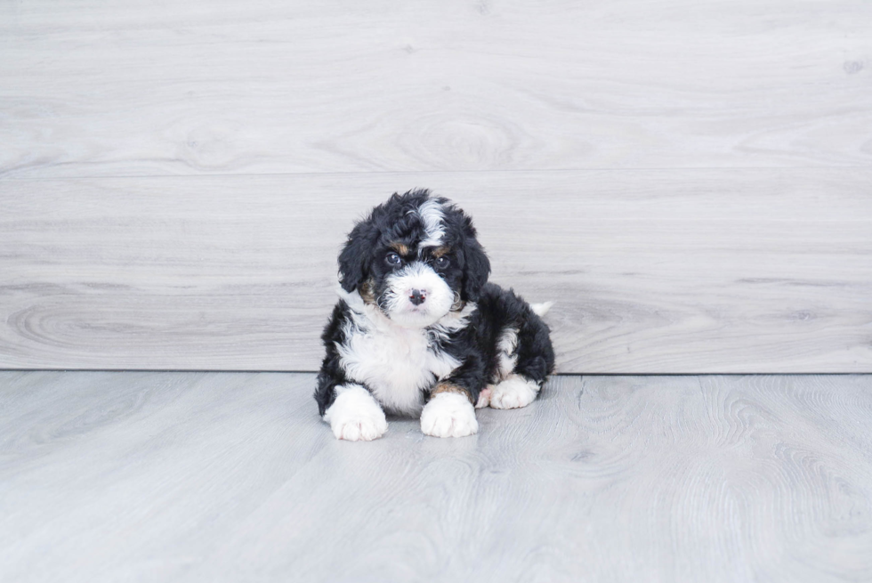Meet Winston - our Mini Bernedoodle Puppy Photo 3/3 - Premier Pups
