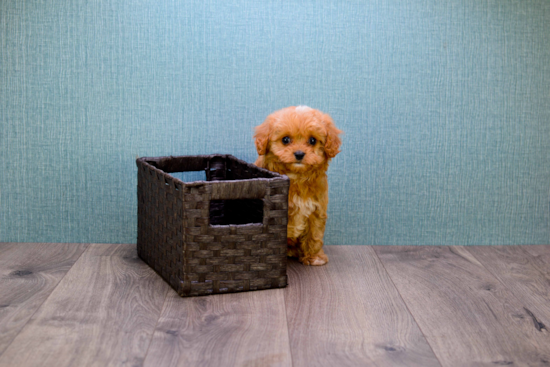 Best Cavapoo Baby