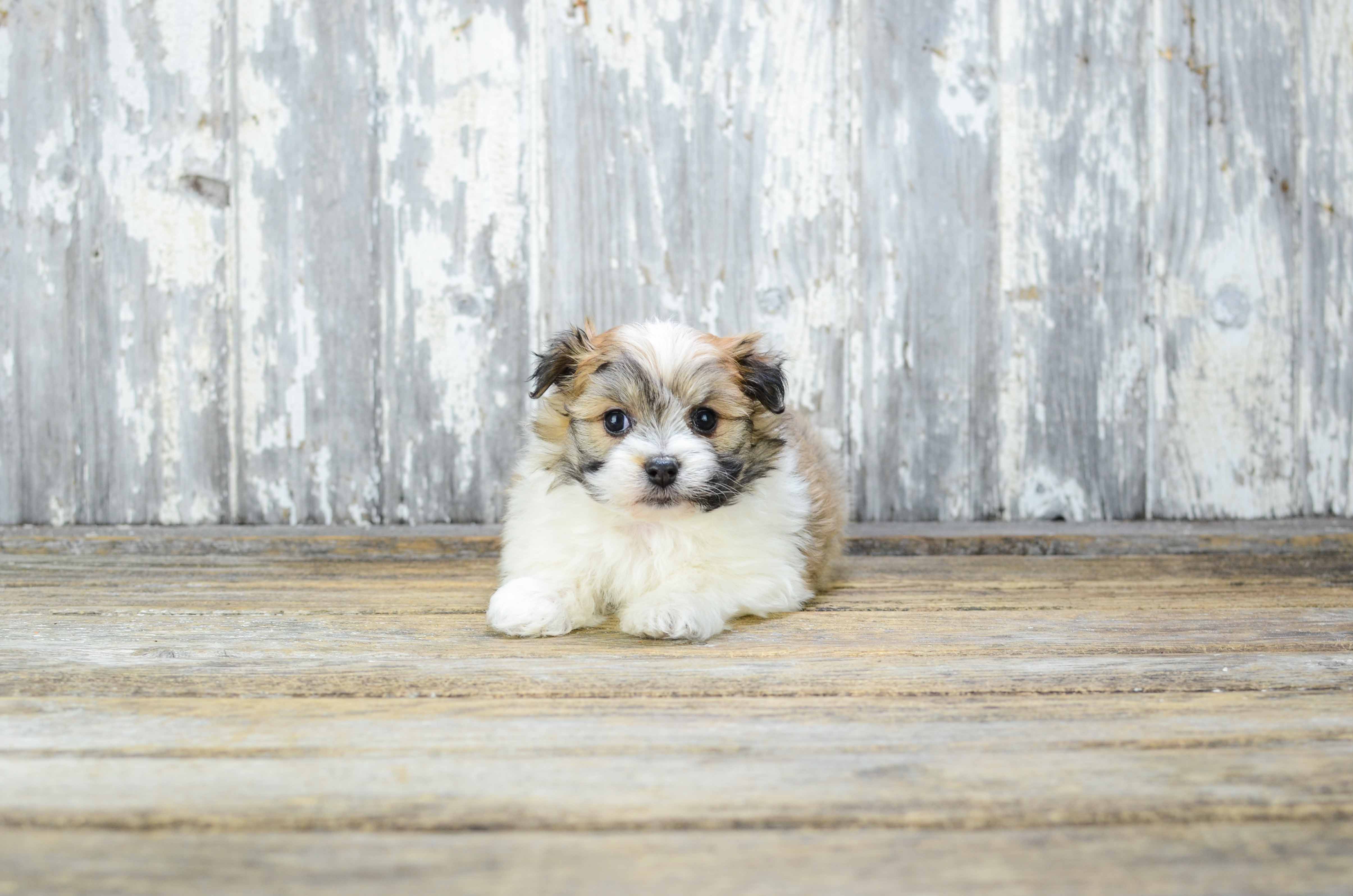Energetic Maltipom Myra 2lb 14oz Designer Puppy