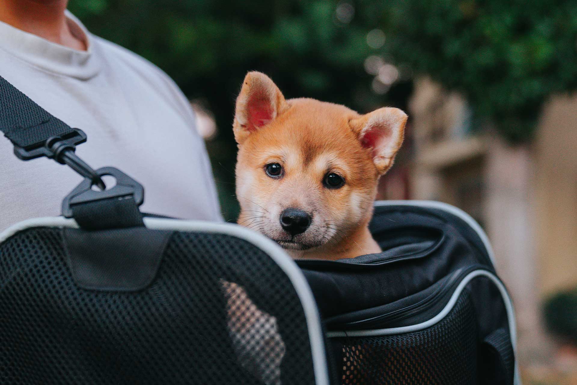 person carrying a bag with an orange puppy inside