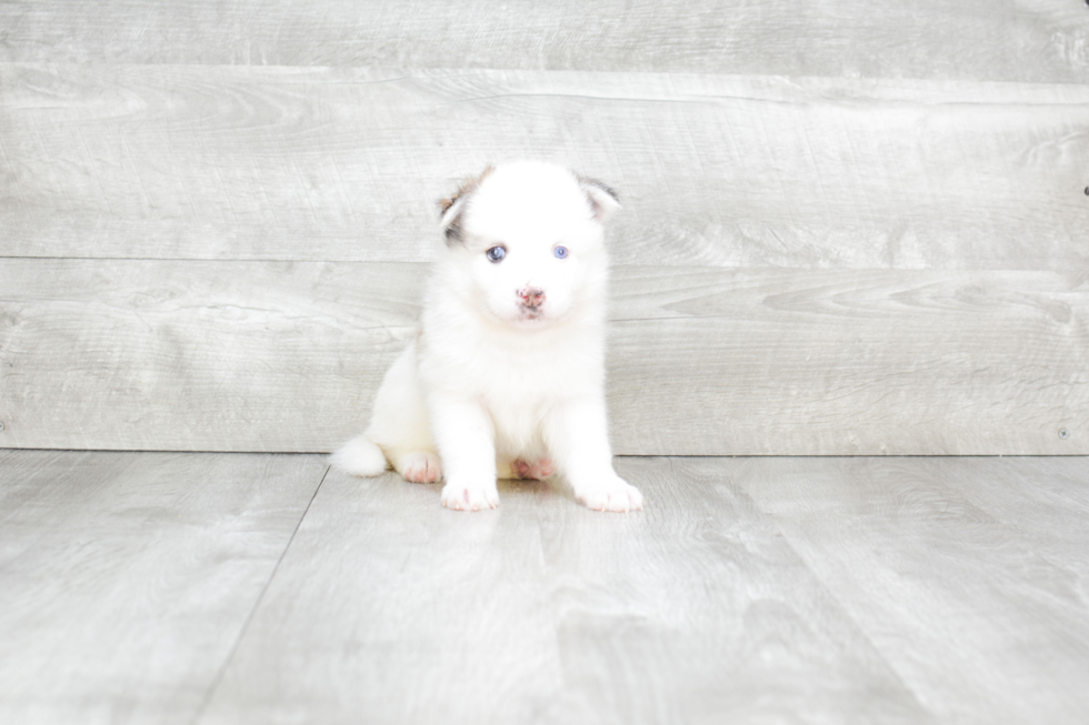 Meet Jay - our Pomsky Puppy Photo 3/4 - Premier Pups