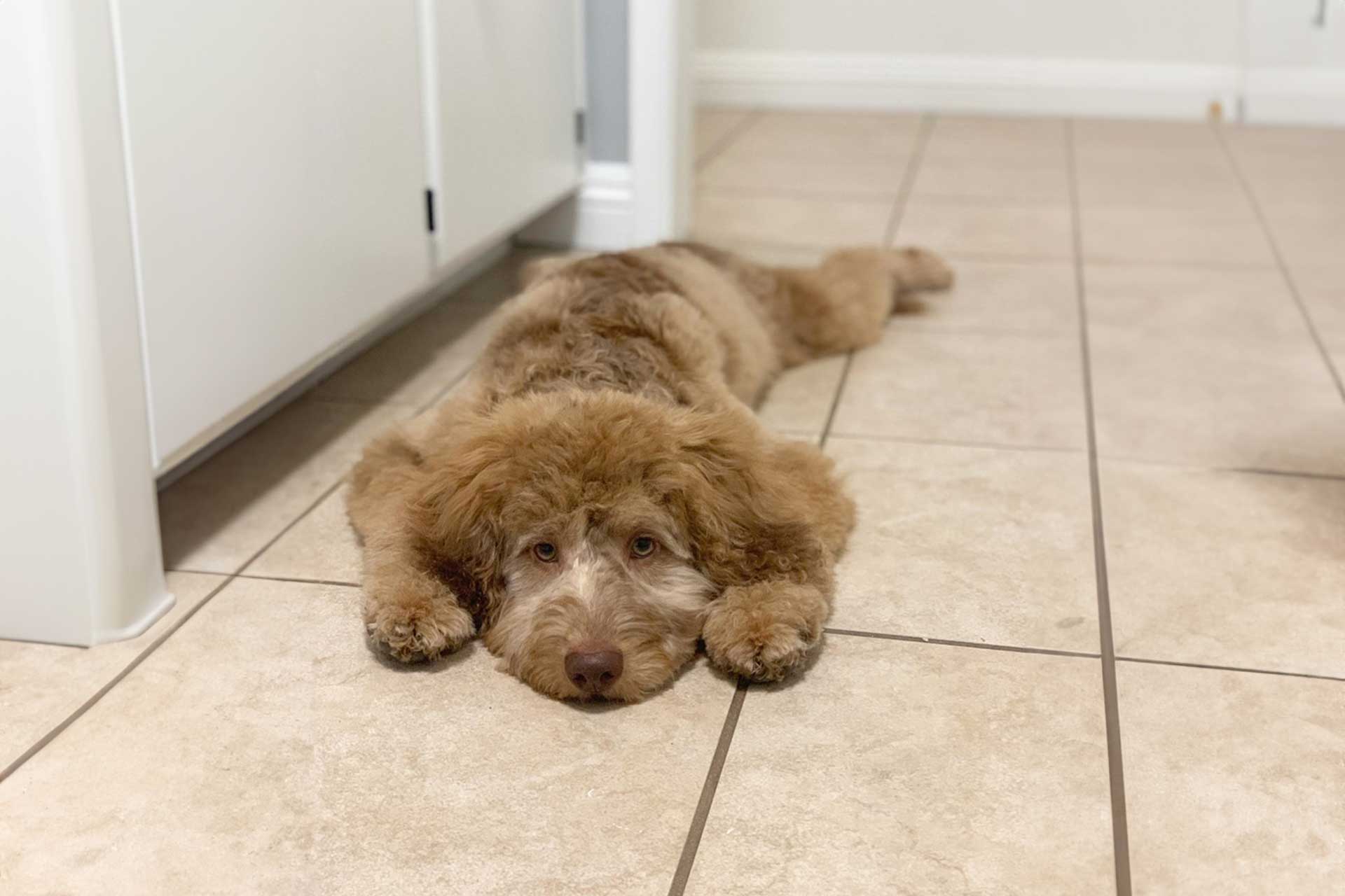 Mini Labradoodle puppy