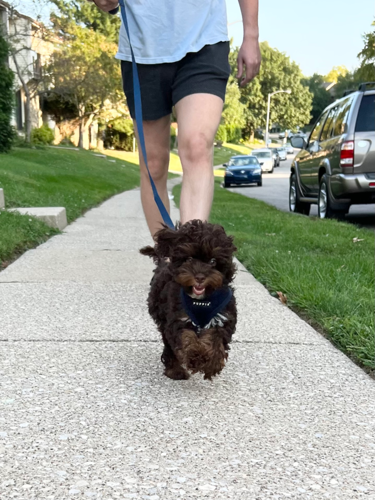 a small teacup cockapoo running on leash with its owner