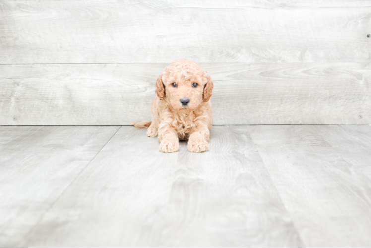 Meet Simms - our Mini Goldendoodle Puppy Photo 1/3 - Premier Pups