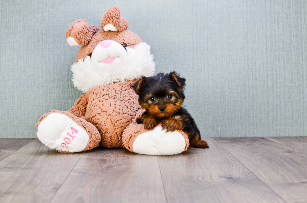 AKC Yorkie puppies for sale | Buy Teacup Yorkshire Terrier Pups