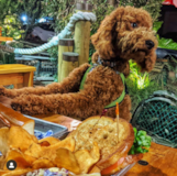 Puppy For Sale Premier Pups Mini Goldendoodle Being Cute