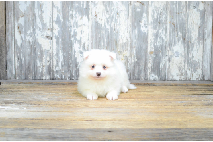 are pomeranian hypoallergenic