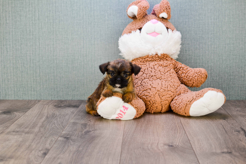 Brussels Griffon Puppy for Adoption