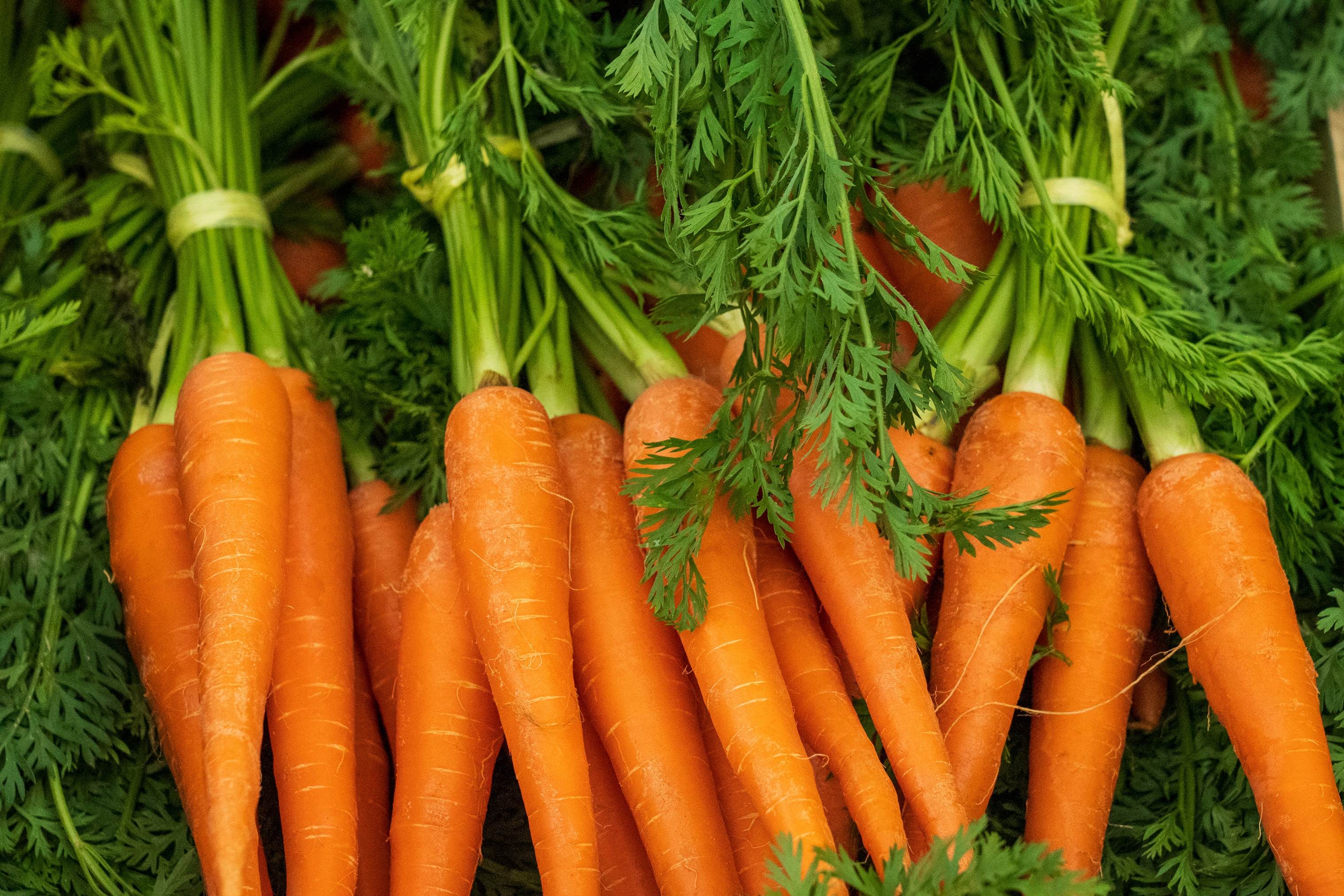 fresh carrots