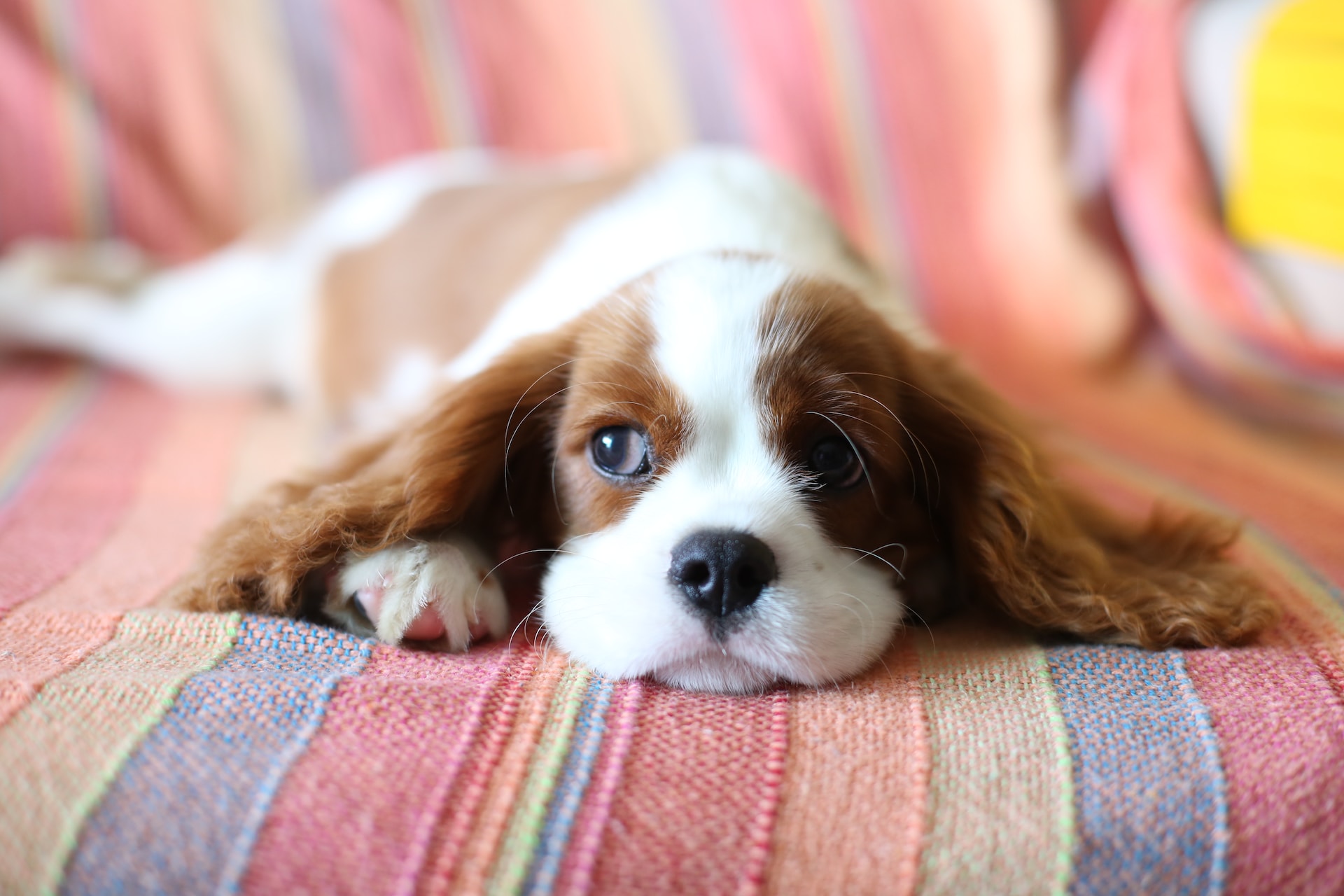 Cavalier King Charles Spaniel lying on red and white textile