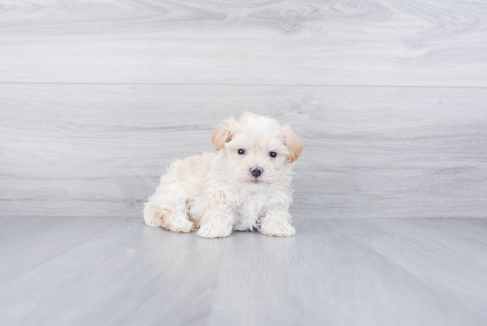 Meet Braxton - our Maltipoo Puppy Photo 2/3 - Premier Pups