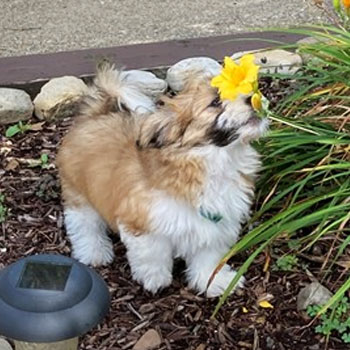 toy teddy bear shichon dog smelling a yellow flower