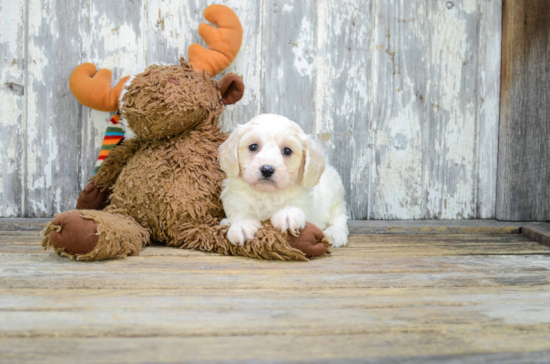 Best Cavachon Baby