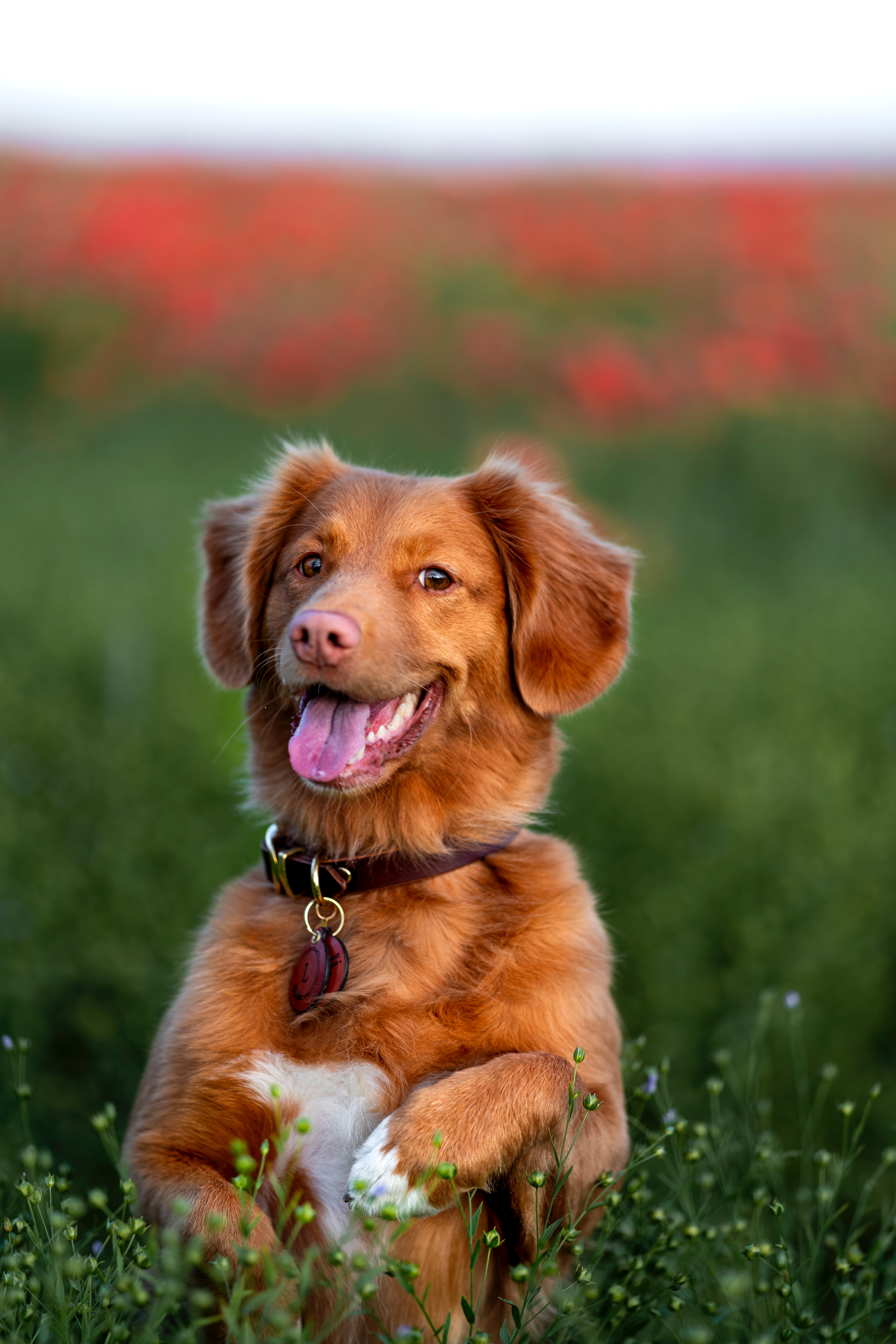 cute dog sitting up in a field of flowers