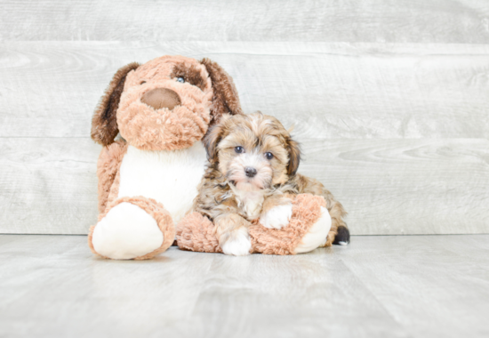 Best Havanese Baby