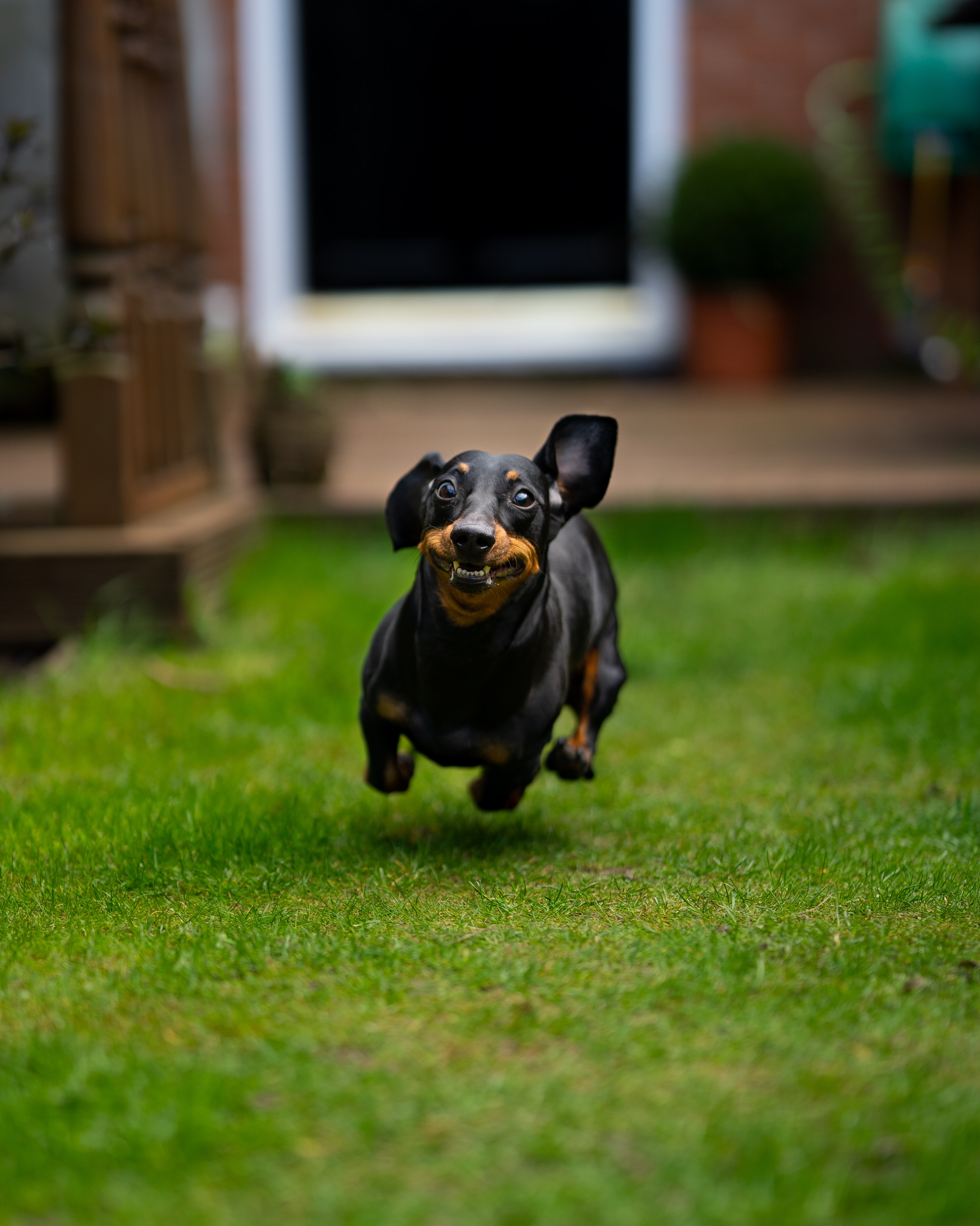 funny picture of a dachshund in mid air jump