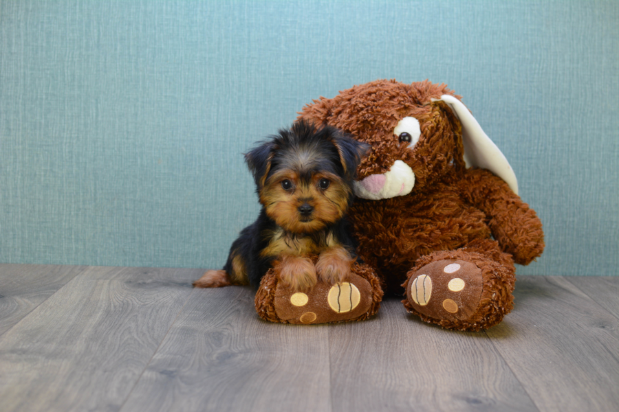 goldies yorkies reviews teacup yorkie puppy goldies yorkies reviews teacup yorkie puppy