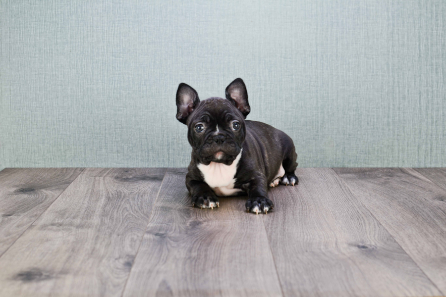 FRENCHTON PUPPY