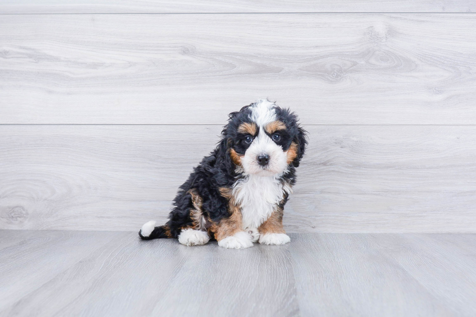 Meet Demi - our Mini Bernedoodle Puppy Photo 1/2 - Premier Pups